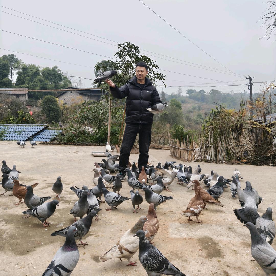 大竹玖幺八农村散养鸽