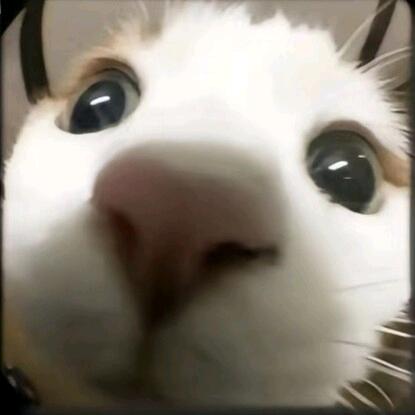 Gin