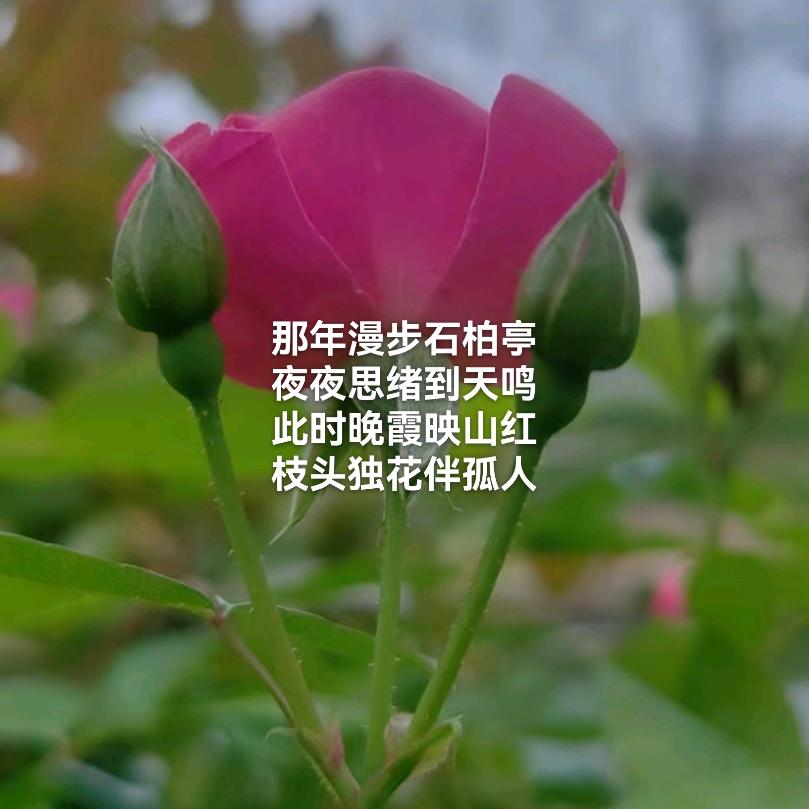 欧诗漫街的回忆