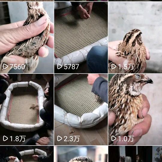 王哥