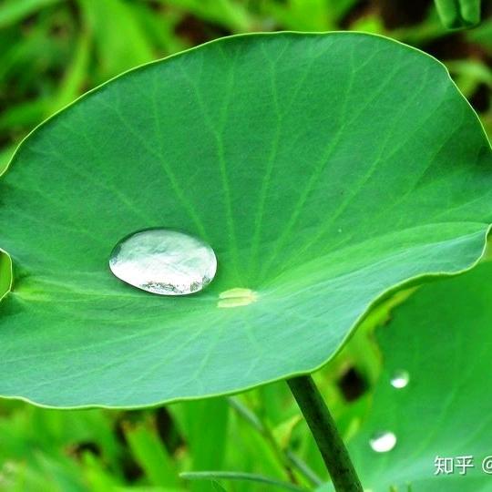 绿薄荷