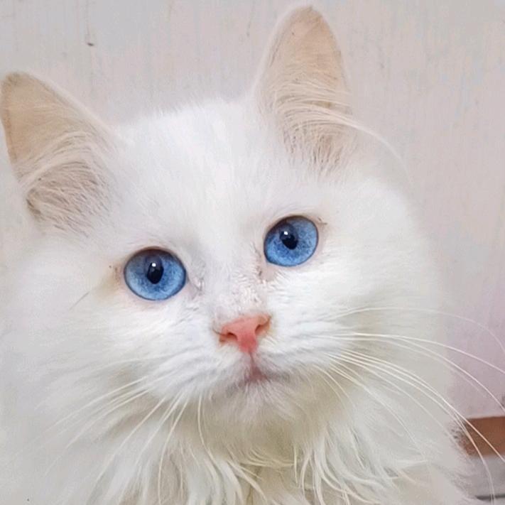 小雪成长日记😽
