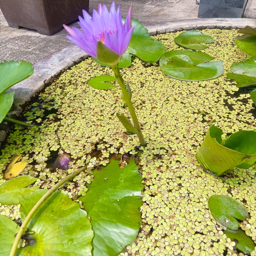 爆米花