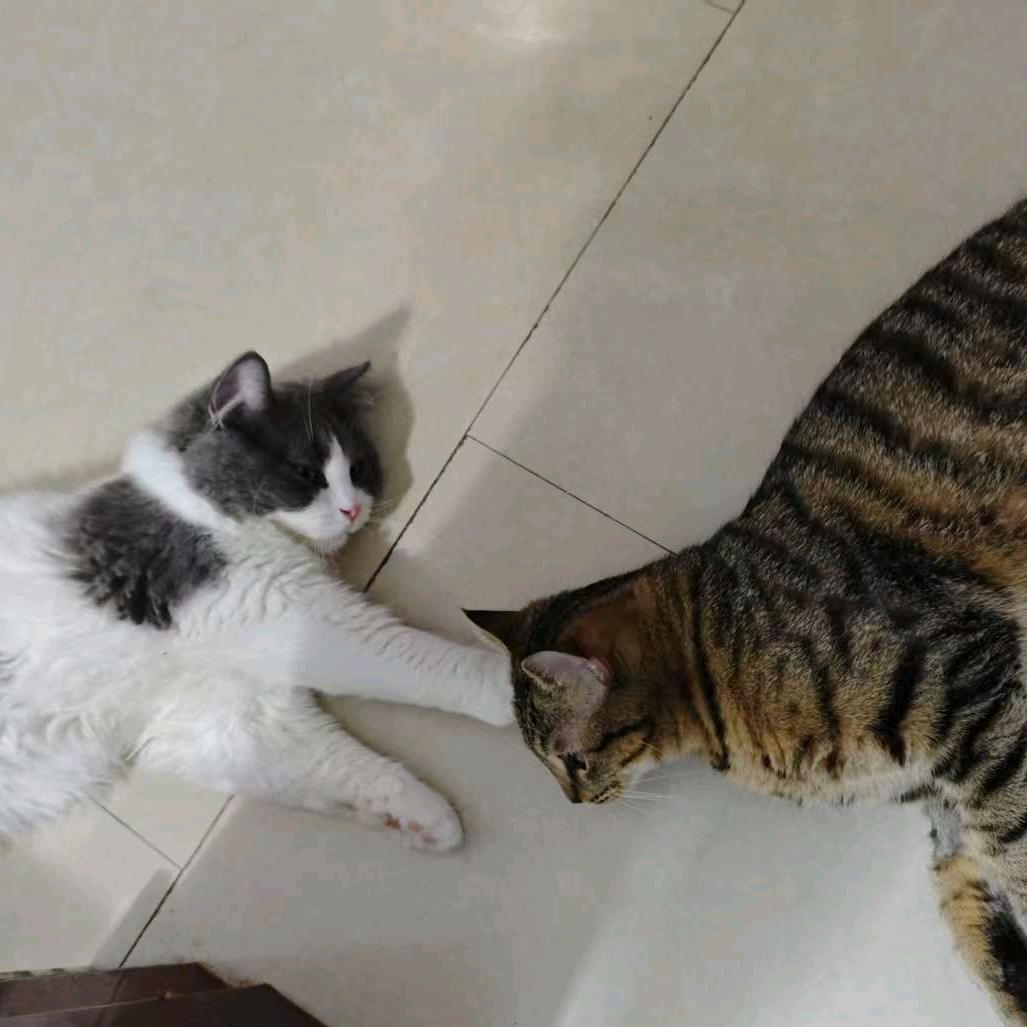 小🐟的猫猫