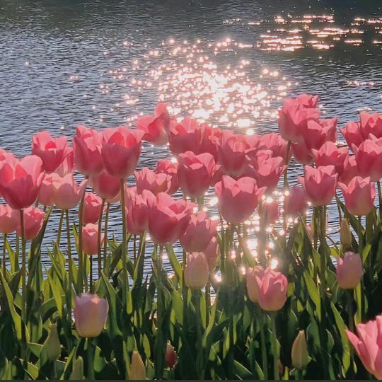 逆光牛牛（乡村美餐）1346589059