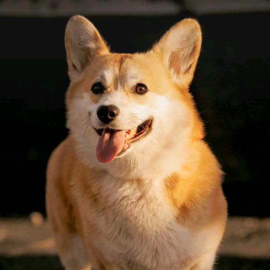 龙岩花生厂家