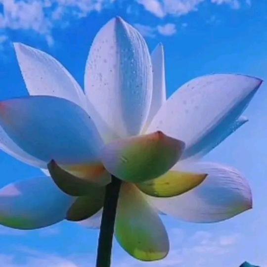 菏泽梅姐旗袍定做