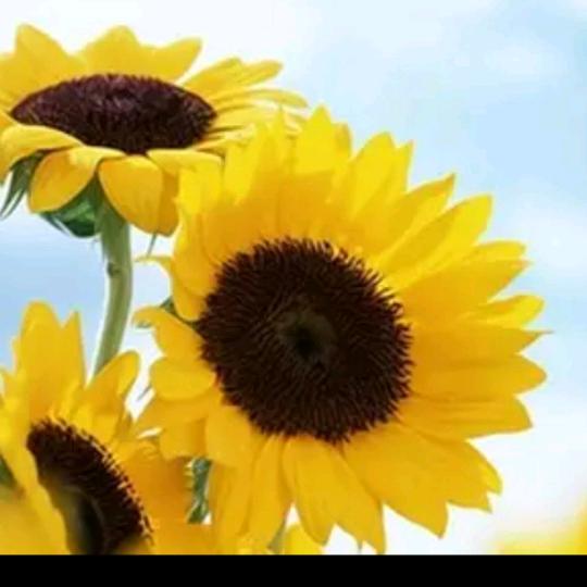 用户8323180014425安静