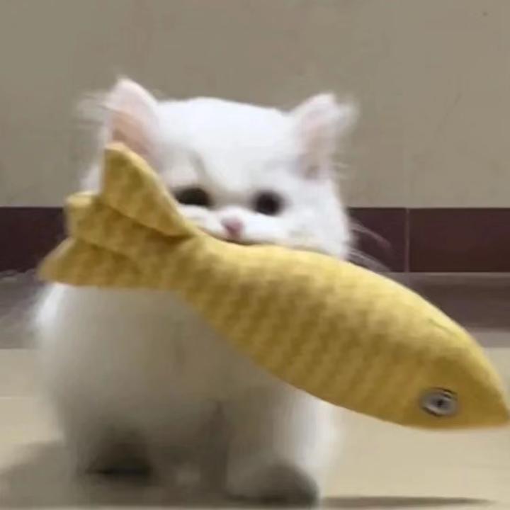 脆脆鲨日记