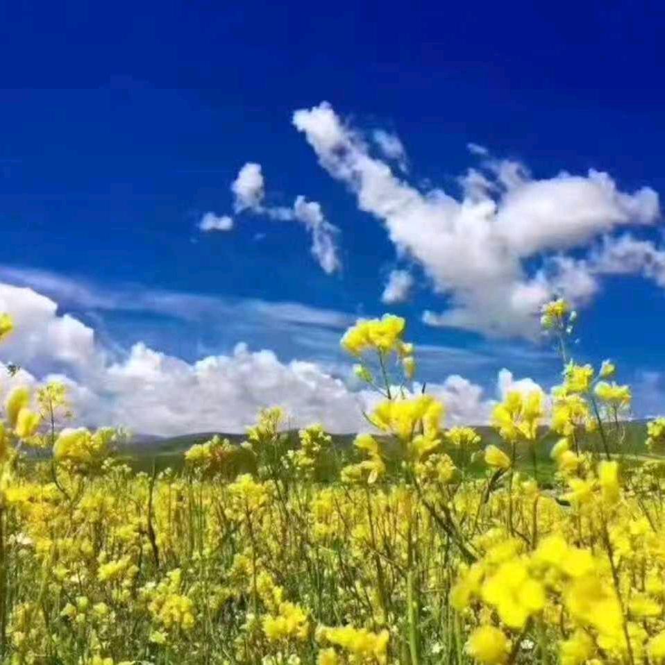 朱俊兰