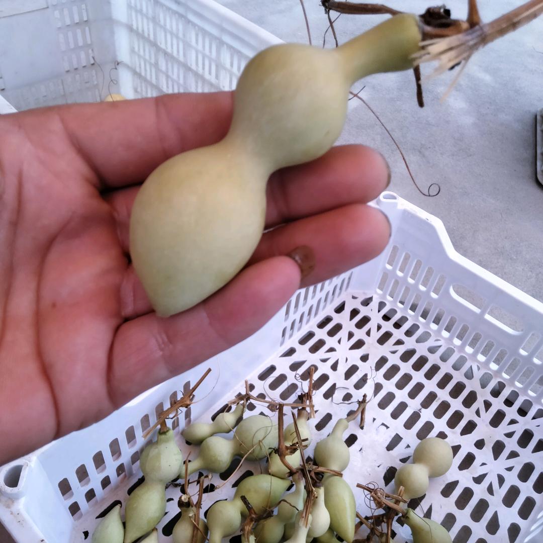 聚福园葫芦