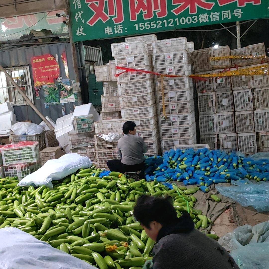 聊城蔬菜刚哥