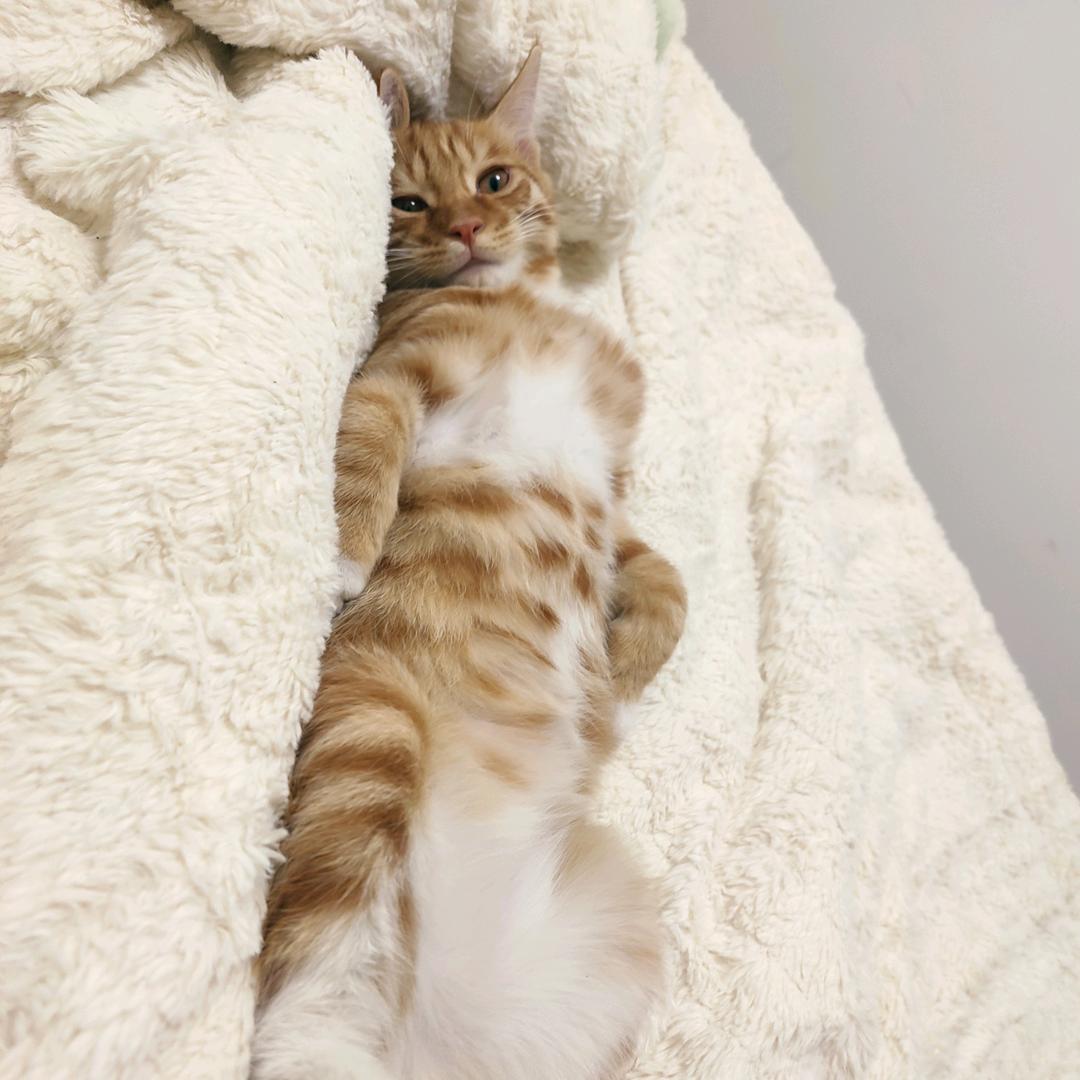 橘座要吃大鲸鱼