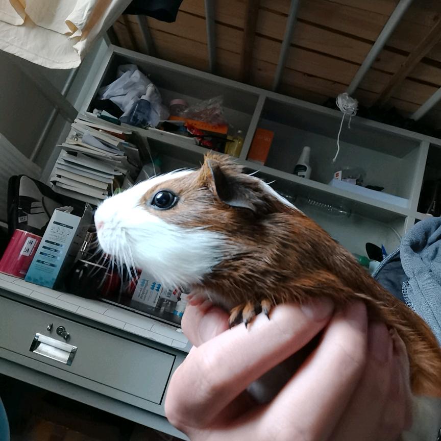 我不叫亮子