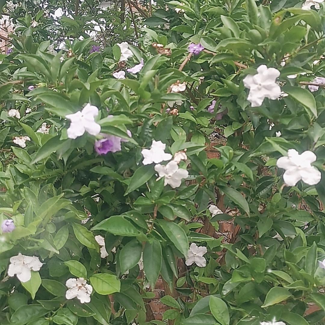 李三哥