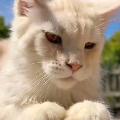🇧🇮赛级缅因猫AND阿比西尼亚