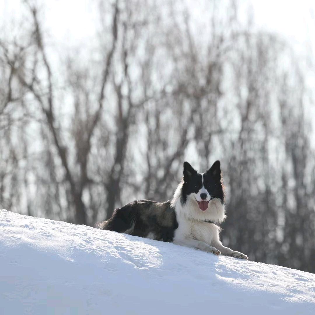 未被征服的大王