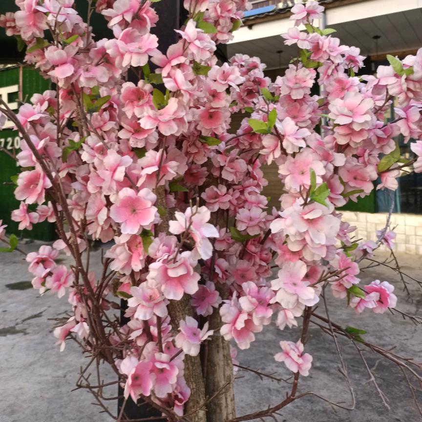 梦瑶