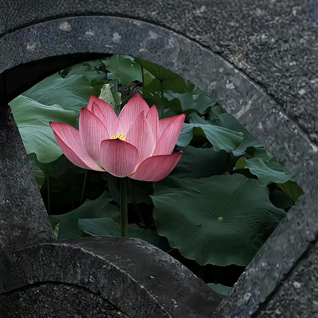 微薰
