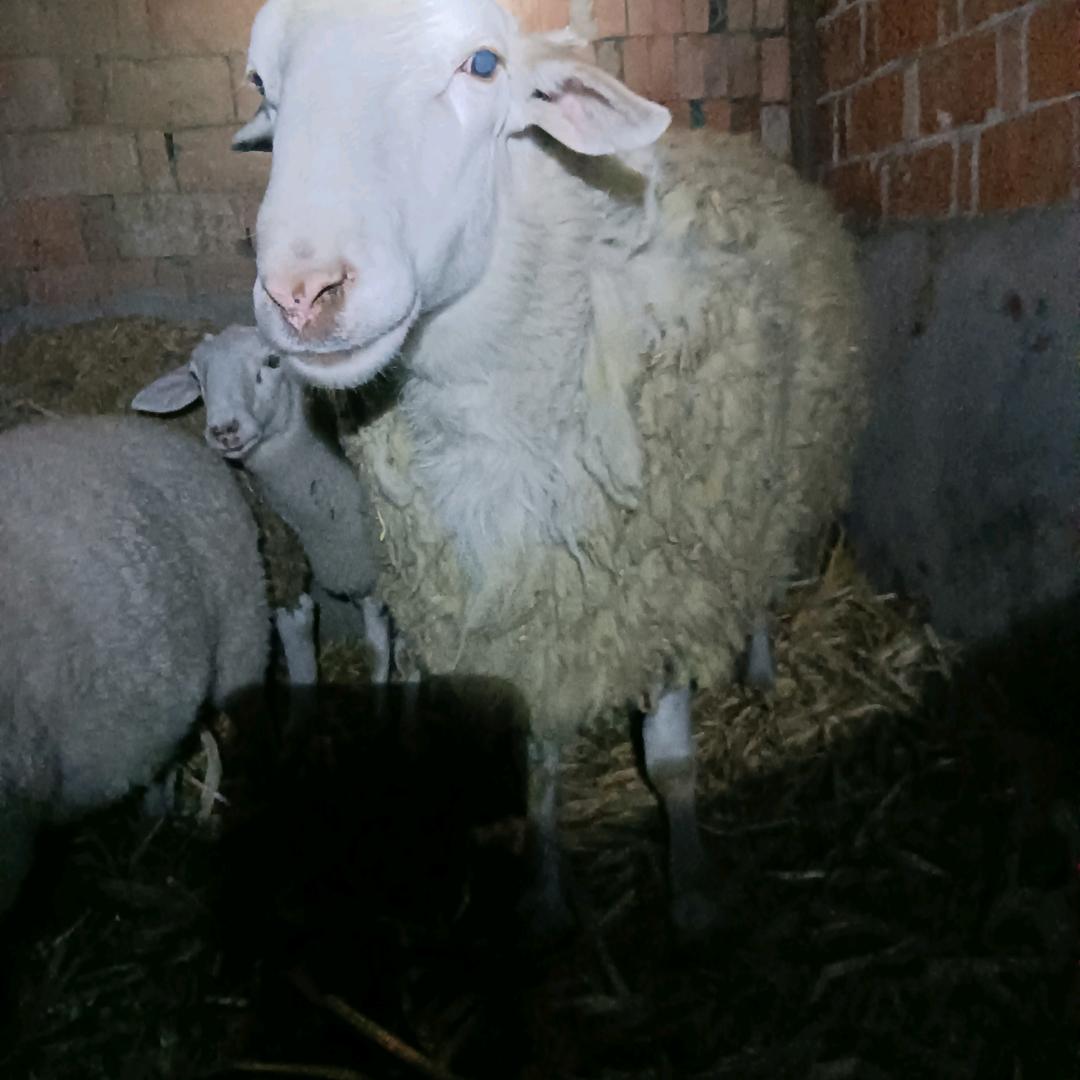 老李，南阳邓卅都司