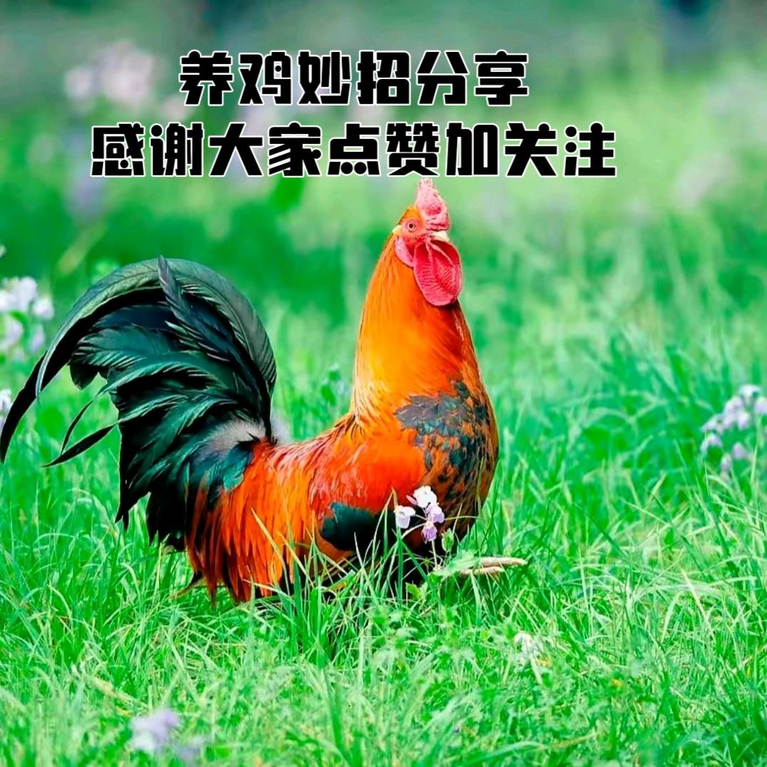 养鸡技术指导(橱窗有好物)
