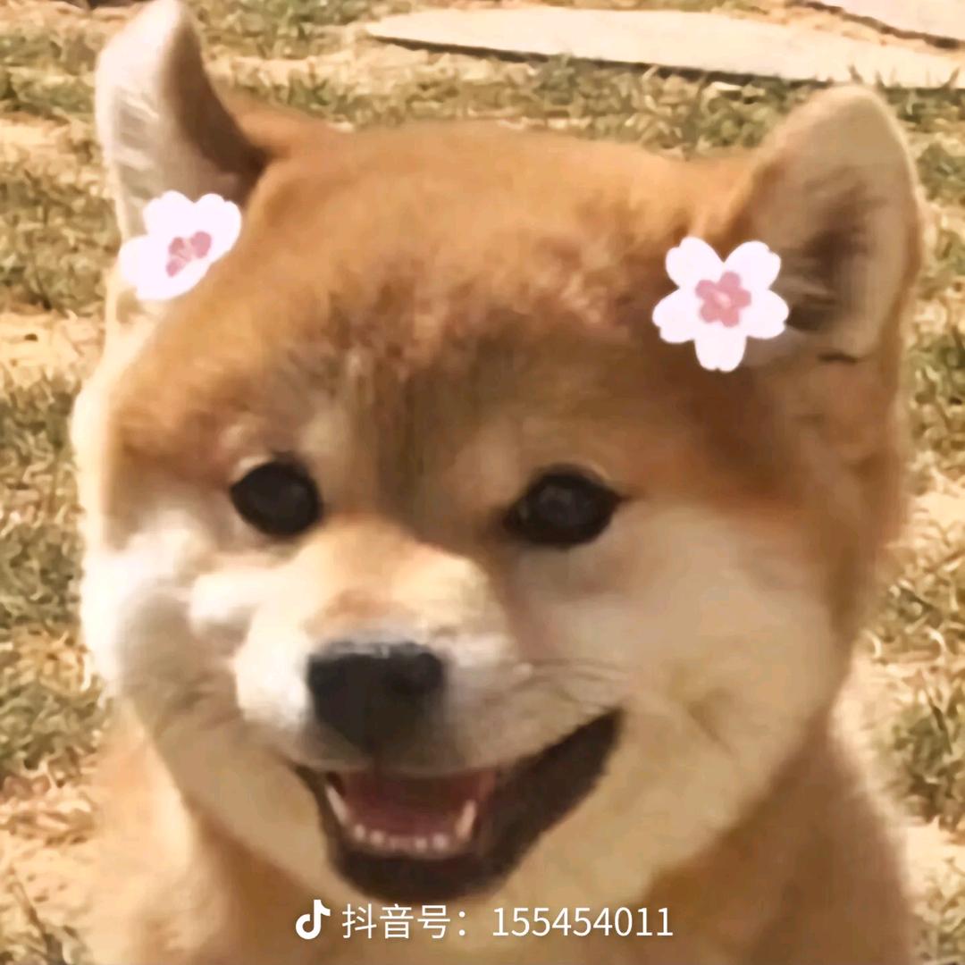 小狐爱吃东西