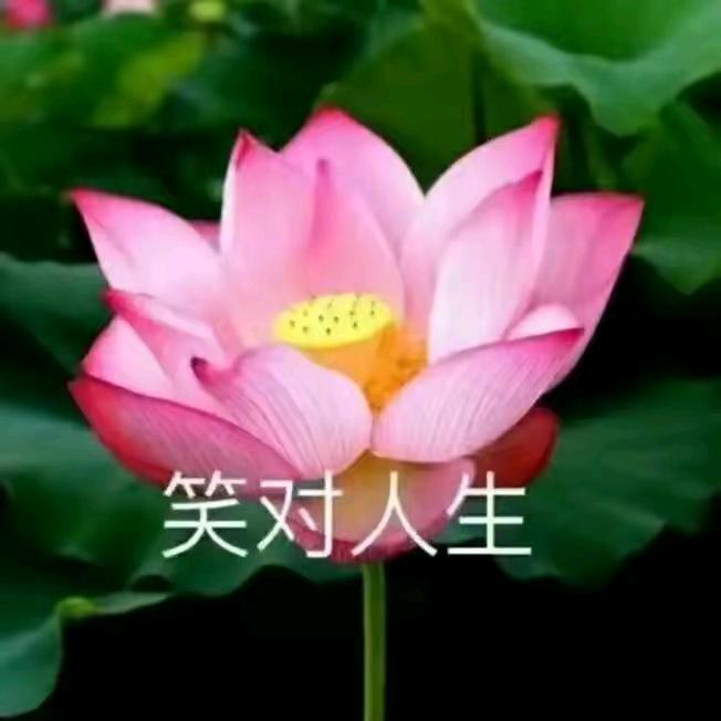 大肥猫纪录片