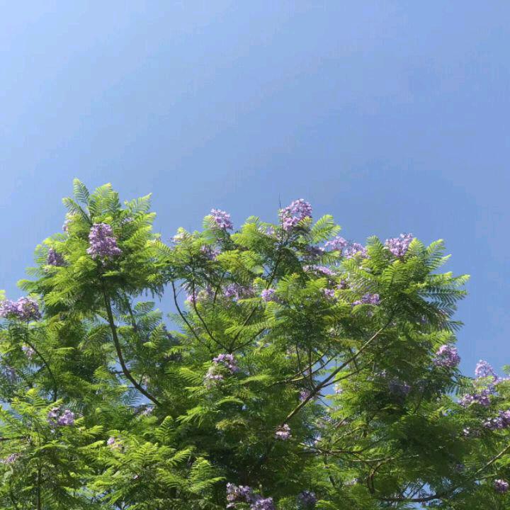 lxx