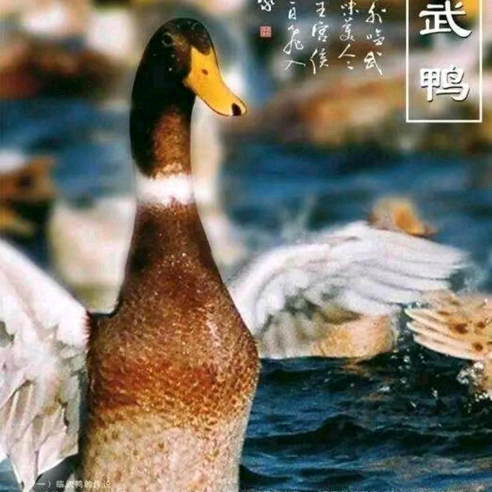 临武鸭