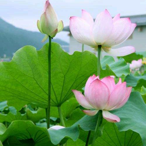 让世界充满爱🍎🍎🍇🍇🍍🍍