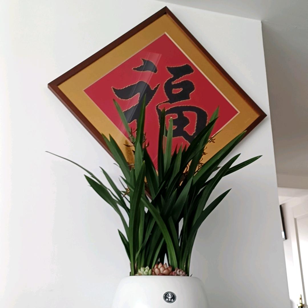 田豆角