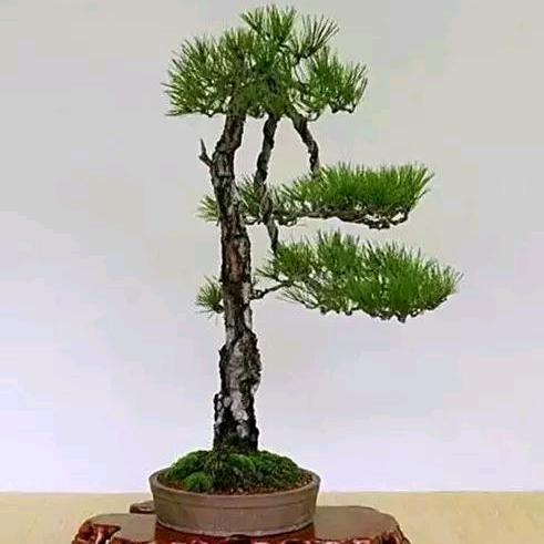 知源谷盆景园
