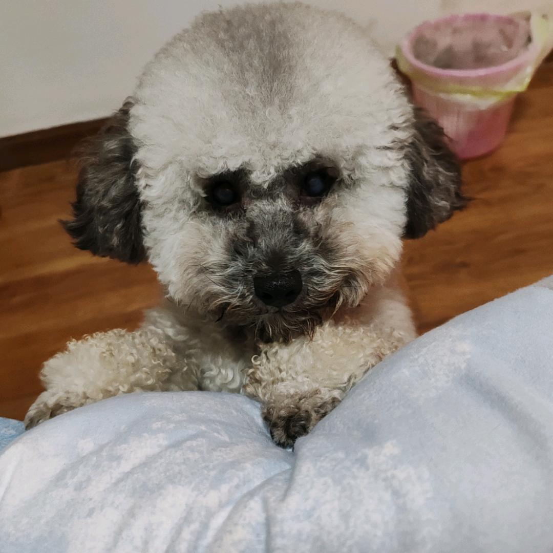 豆小宝宠物用品