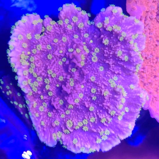 玩海水缸的新手