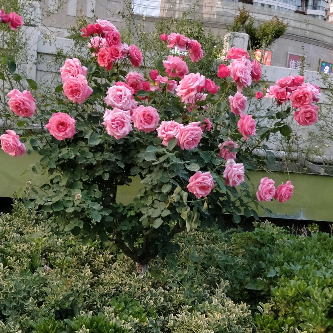 一笑而过