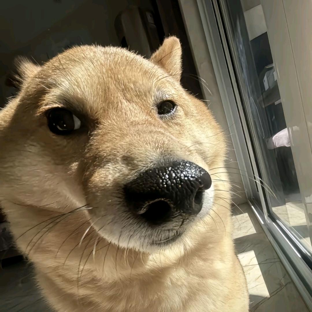 自律の老斑鸠