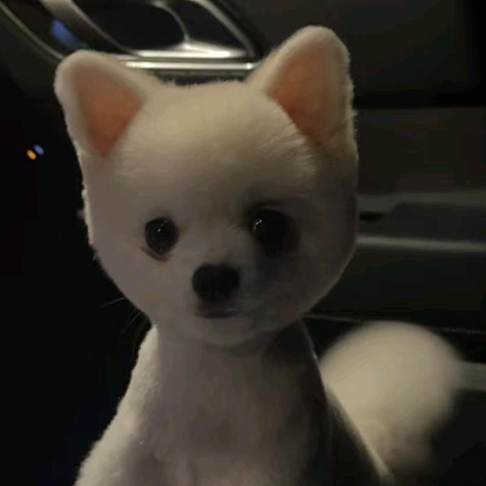 妞妞是博美小狐狸🦊