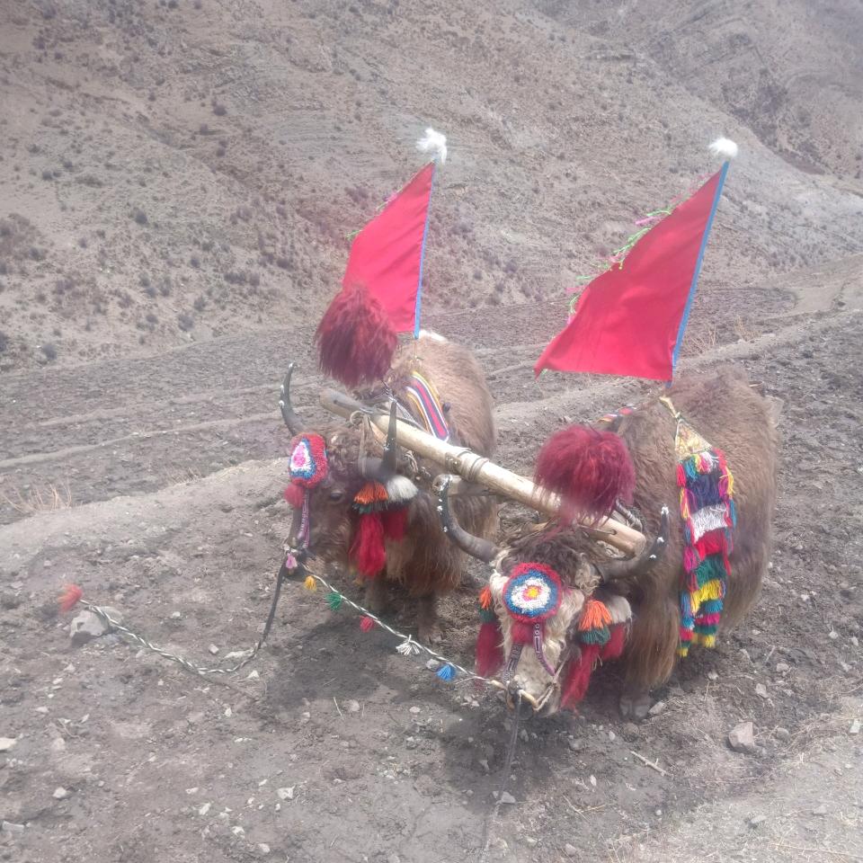 贡嘎 ～旺久18289073222