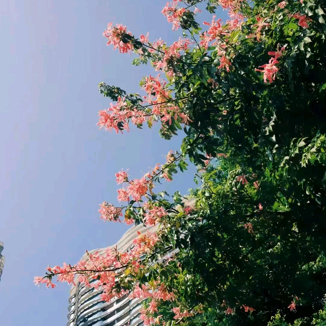 顺风顺水
