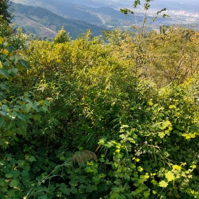 大理酸奶粑粑，打造大理第一品牌，在西双版