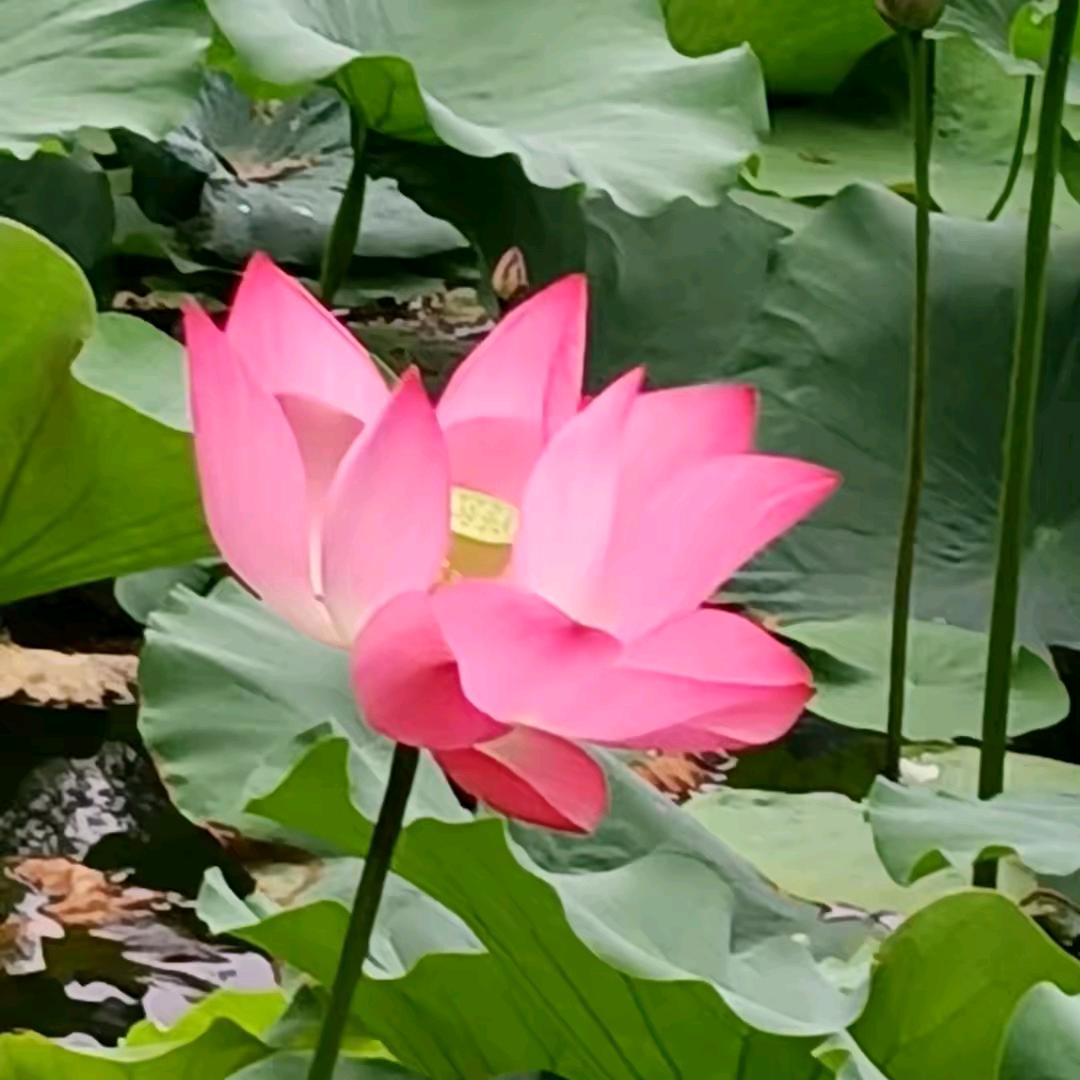 静待花开🌸🌸🌸