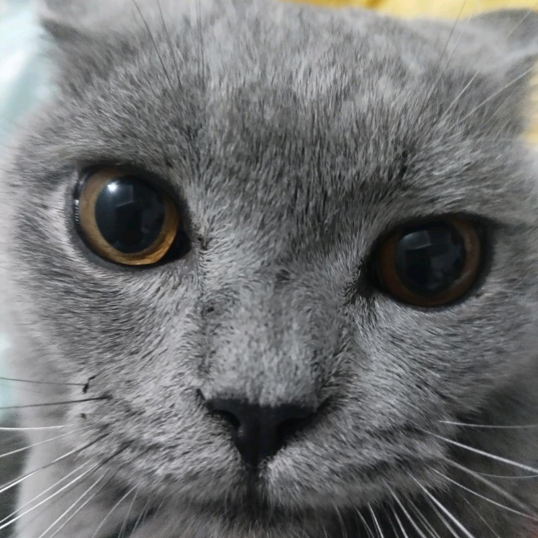 猫咪🐱