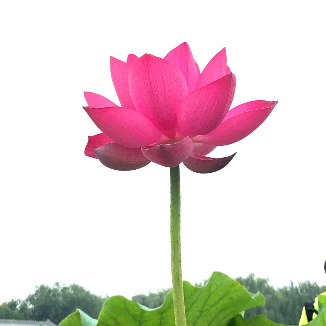 菩提树