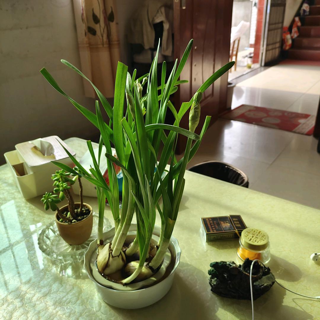 蝶舞桂花
