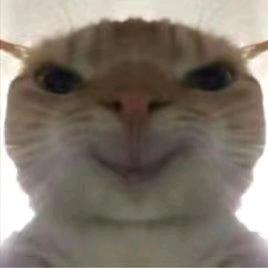 哈基猫