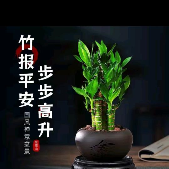 琴兒