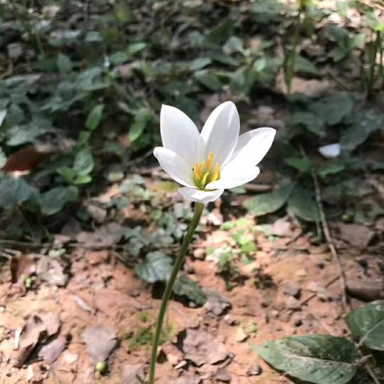 锅锅有点胖