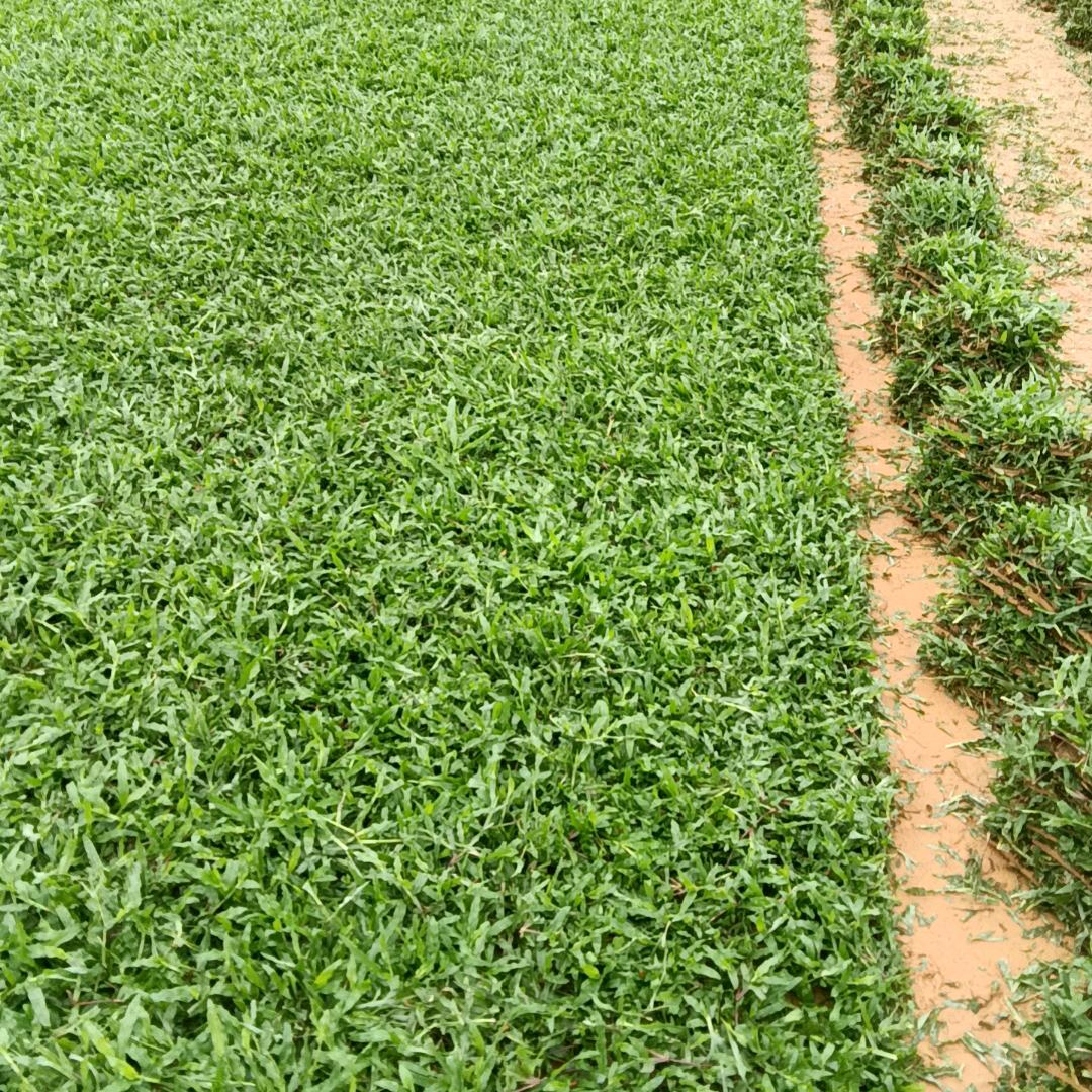 恒峰绿化草场批发