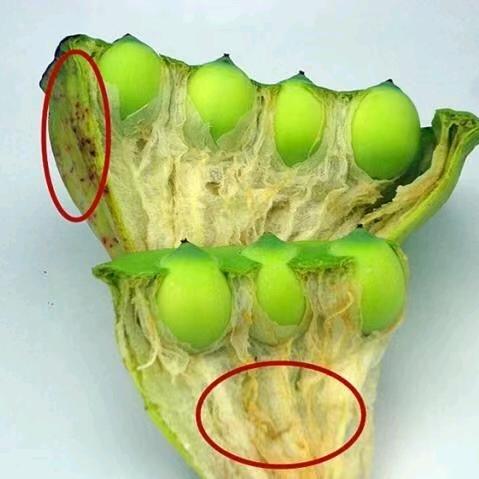 鲜莲