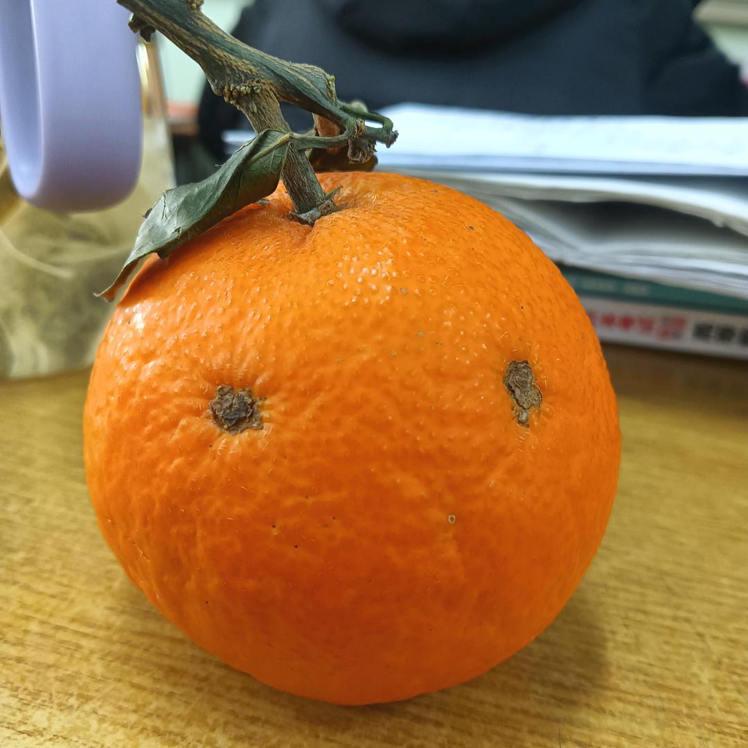 欢欢新能源--牙牙